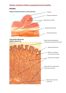 1 Желудок и кишечник 260116 222027