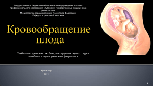 Кровообращение плода: учебное пособие