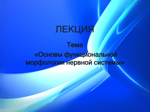 Лекция: Основы функциональной морфологии нервной системы