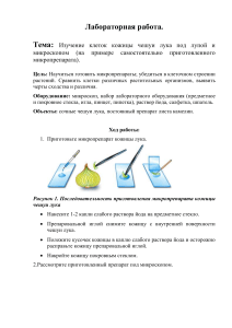 Лабораторная работа: Изучение клеток лука под микроскопом