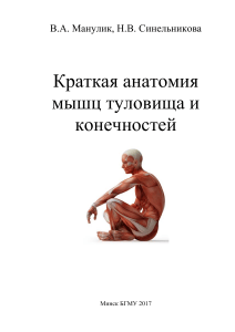 Краткая анатомия мышц туловища и конечностей