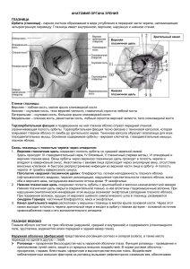 Zanyatie 1 Anatomia
