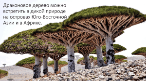 Драконово дерево: место обитания, размер и уникальные особенности