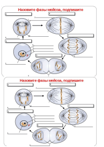 Meiosis Phases Diagram Worksheet