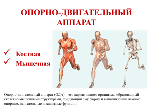 ОПОРНО-ДВИГАТЕЛЬНЫЙ АППАРАТ: АНАТОМИЯ И ФУНКЦИИ