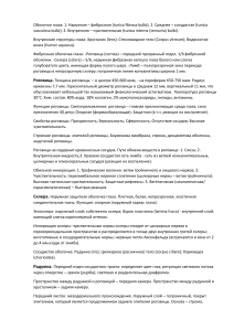 Анатомия глаза: оболочки и структуры