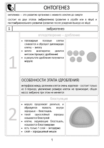 Ontogenesis: Embryogenesis Stages