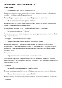 Мышцы нижней конечности: анатомия и функции