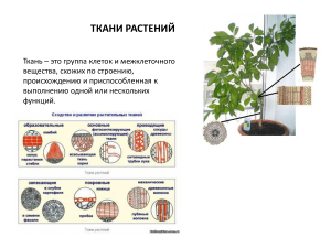 Ткани растений: типы, функции и строение