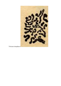 Triticum timopheevi: Wheat Species Research