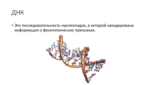 ДНК: структура и функции нуклеиновых кислот