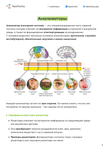 Анализаторы: строение и функции сенсорных систем