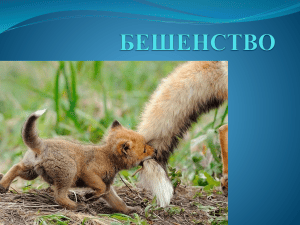 Бешенство: этиология, эпидемиология, профилактика