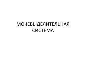 Мочевыделительная система человека: структура и функции