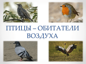 Птицы &ndash; обитатели воздуха: строение и адаптации