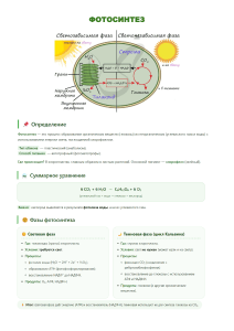 Photosynthesis: Light-Dependent & Light-Independent Phases
