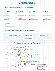 Синтез белка: конспект с терминами, схемой и этапами