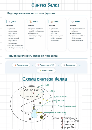 Синтез белка: конспект с терминами, схемой и этапами