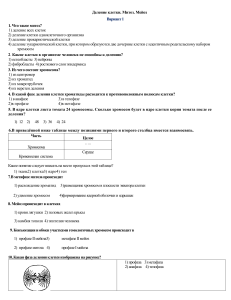 Тест по биологии &laquo;Деление клетки. Митоз. Мейоз&raquo;, 2 варианта с ответами